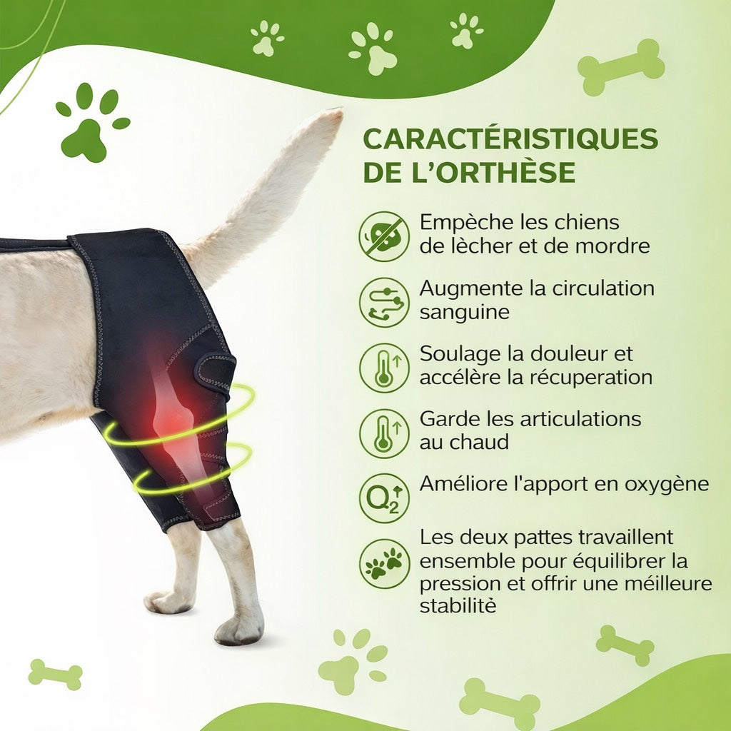 Orthèse de Hanche pour Chien avec harnais – Support Articulaire Ajustable | Dysplasie, Arthrose, Douleurs et Rééducation