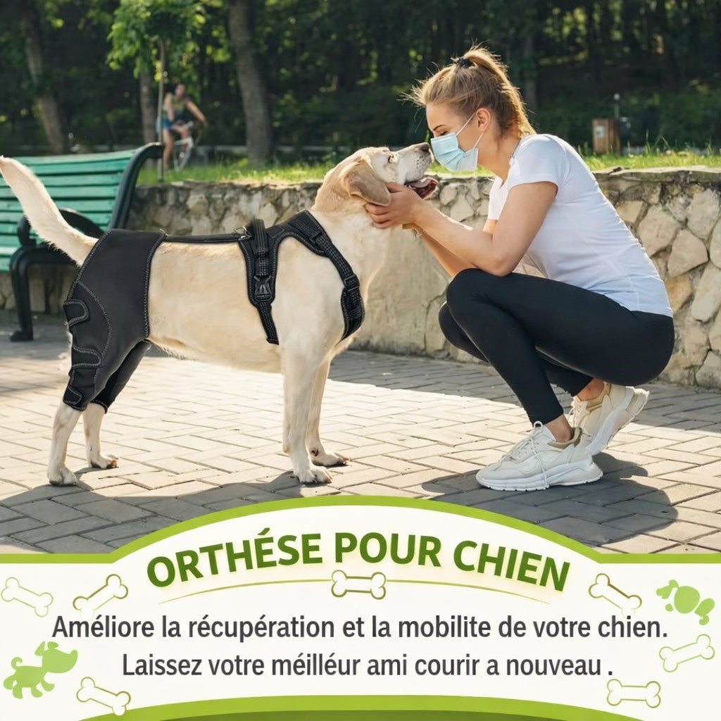 Orthèse de Hanche pour Chien avec harnais – Support Articulaire Ajustable | Dysplasie, Arthrose, Douleurs et Rééducation