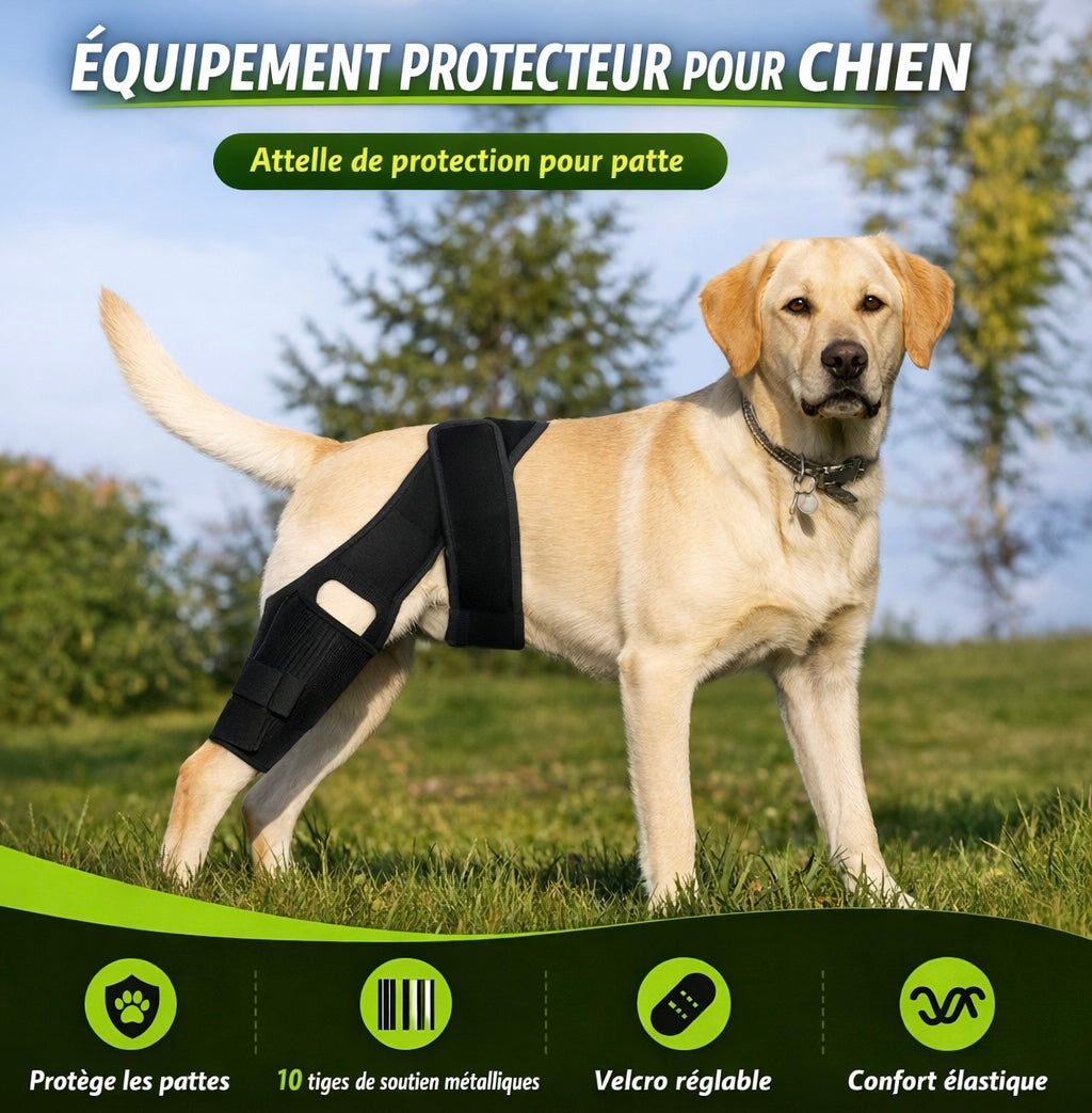 Attelle de Genou et Hanche pour Chien – Soutien Articulaire Ajustable (ACL / Arthrose / Récupération)