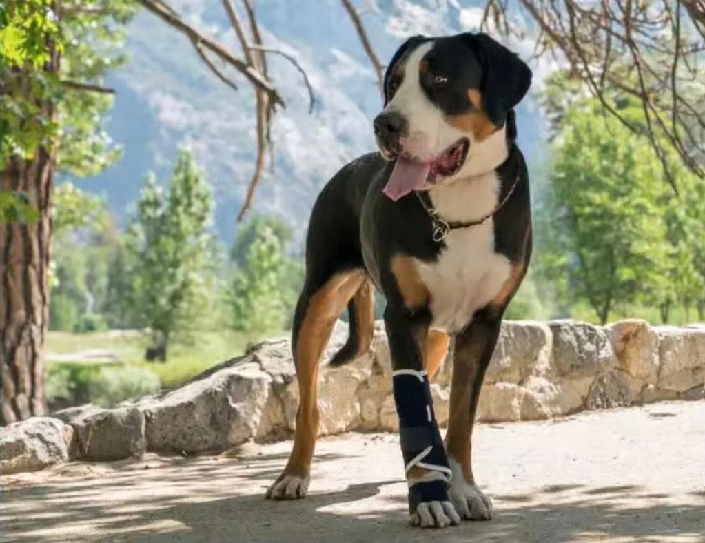 Attelle de Patte Avant pour Chien – Soutien du Carpe & Hyperextension (Blessure / Arthrose / Récupération)