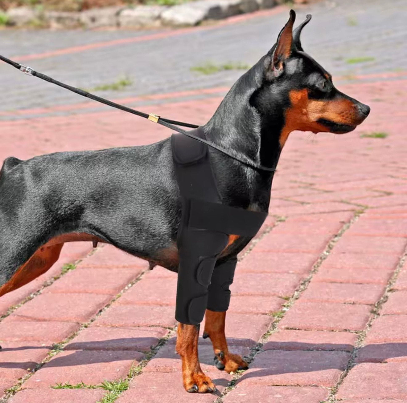 Attelle de Patte Avant pour Chien – Soutien du Carpe et de l’Avant-bras | Blessures, Entorses, Boiterie