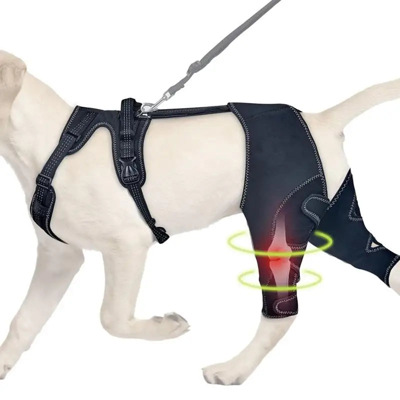 Orthèse de Hanche pour Chien avec harnais – Support Articulaire Ajustable | Dysplasie, Arthrose, Douleurs et Rééducation