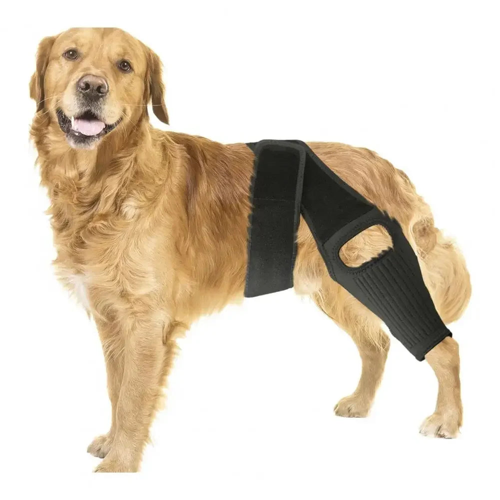 Attelle de Genou et Hanche pour Chien – Soutien Articulaire Ajustable (ACL / Arthrose / Récupération)