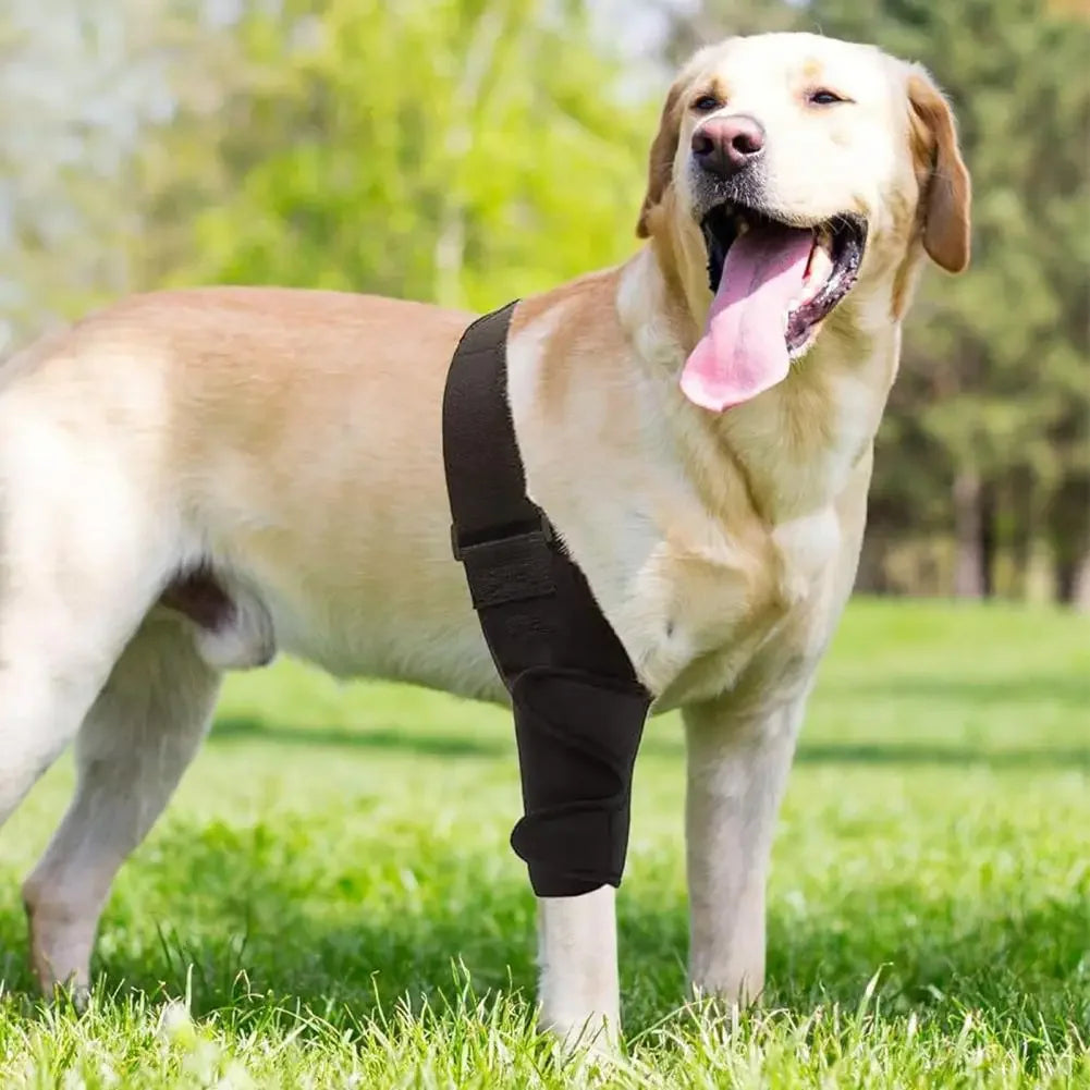 Attelle de Genou et Hanche pour Chien – Soutien Articulaire Ajustable (ACL / Arthrose / Récupération)